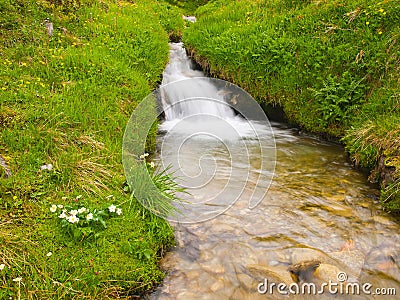 Rapids on mountain stream in spring meadow of Alps. Cold and rainy weather.