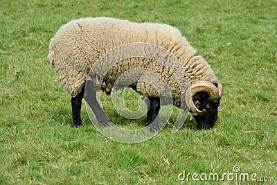 Rare breed sheep in field