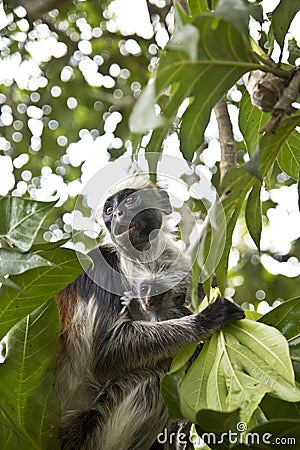 Rare Red Colobus Monkey with little