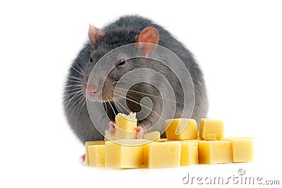 rat-cheese-14830510.jpg