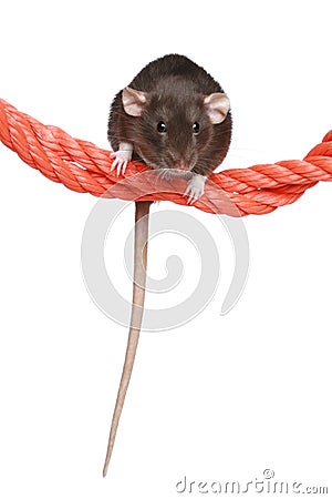 Rat on a rope