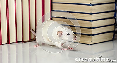 Rat