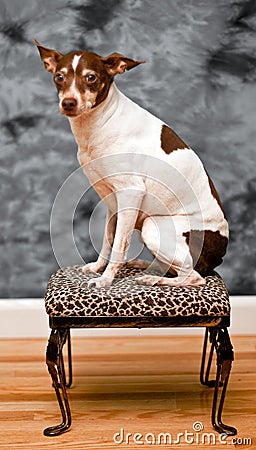 Rat terrier dog sits on a leopard skin foot rest
