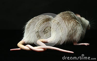 Rats with Connected tails