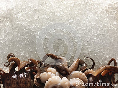 Raw and fresh octopus tentacles photographed on ice