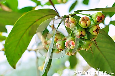 Raw rose apple on the tree