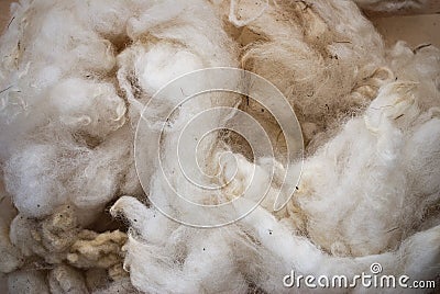 Raw wool