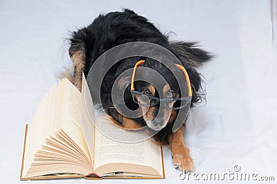 Reading Dog