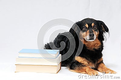 Reading Dog