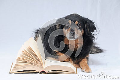 Reading Dog