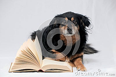 Reading Dog