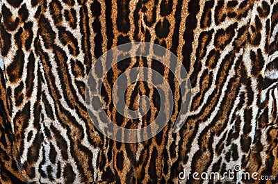 Real leopard fur background