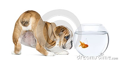 Rear view of an English Bulldog Puppy, 2 months old, staring at goldfish in a bowl aquarium