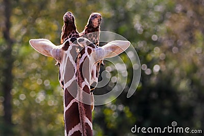 Rear view of giraffe head and neck