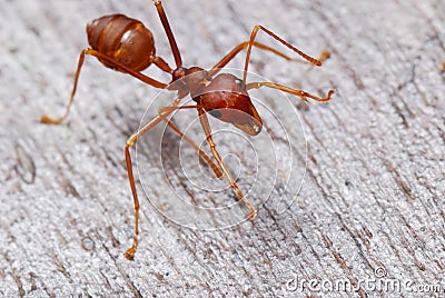 red-ant-15438711