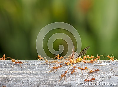 Red ant team work,Green tree ant ,Weaver ant.