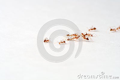 Red ants