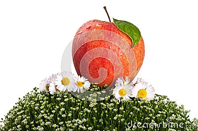 Red apple on green grass