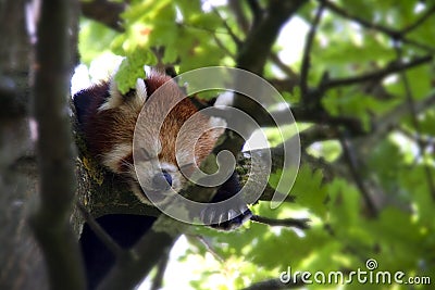 Red Baby Panda sleeping on a tree - close-up