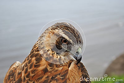 Red Backed Hawk