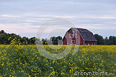 A red barn in a canola field