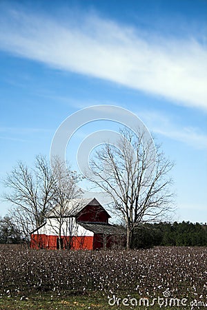 Red Barn in Cotton Field