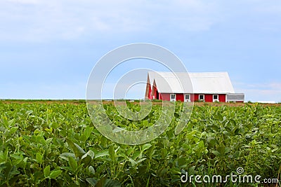 Red Barn In a Field of Soybeans