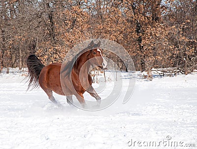 Red bay horse running in snow