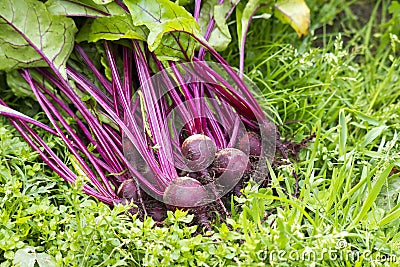 Red beets