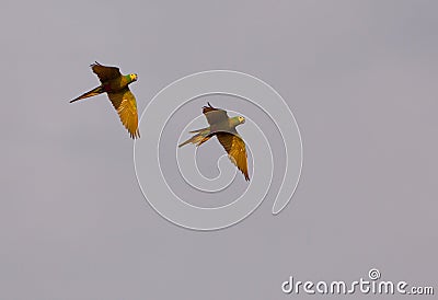 Red-bellied Macaw in flight