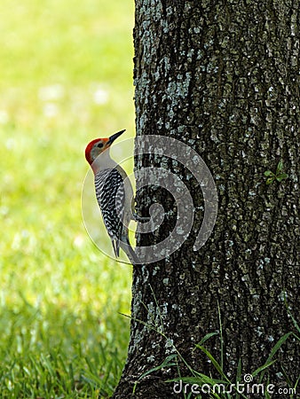 Red-bellied Woodpecker Clinging to Tree