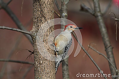 Red-bellied Woodpecker