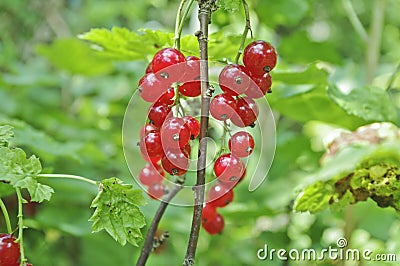 Red berries