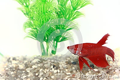 Red Beta Fish In A Small Fish Bowl
