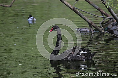 The red bill black swan on the water