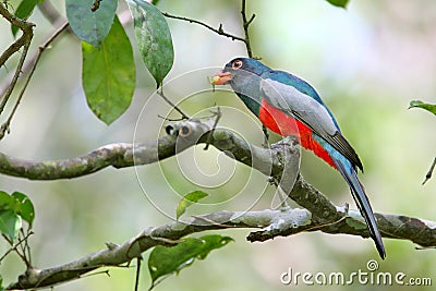 Red & blue tropical bird eating a berry