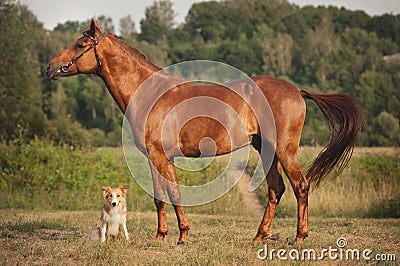 Red border collie dog and horse