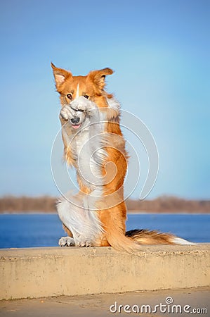 Red Border Collie dog in trick