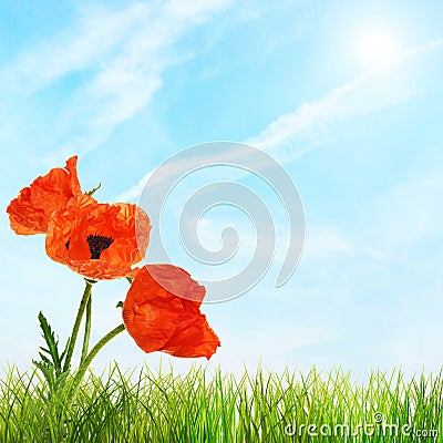 Red bright poppy flowers and green grass against sky