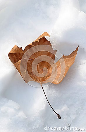 Red-brown leave into the snow