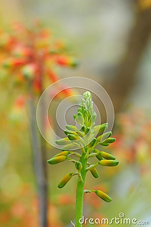 Red budding plant