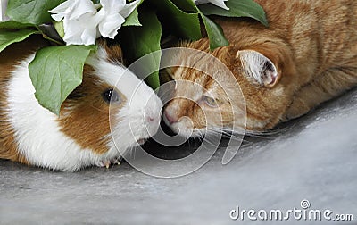 Red cat and Guinea pig