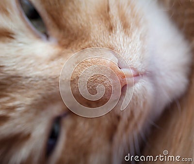 Red cat nose