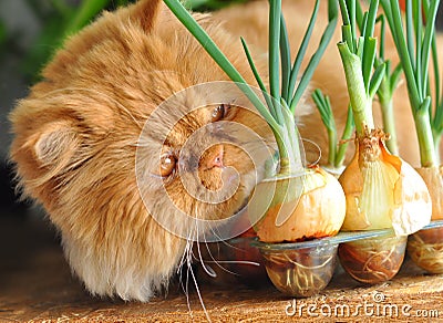 Red Cat And Onion Royalty Free Stock Images - Image: 23668999