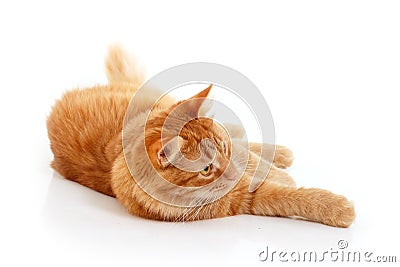 Red cat resting