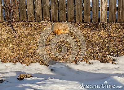 Red cat sleeps near the fence