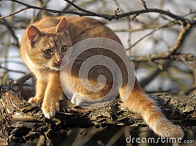 Red cat on a tree