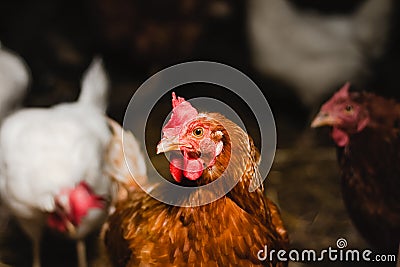 Red Chicken Looking Out Of The Barn