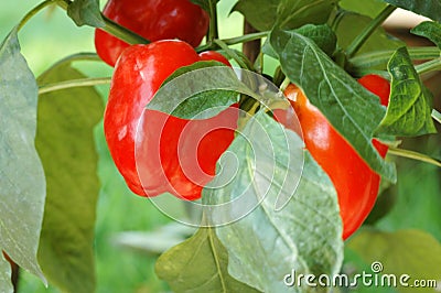 Red Chili Bell Pepper Plant