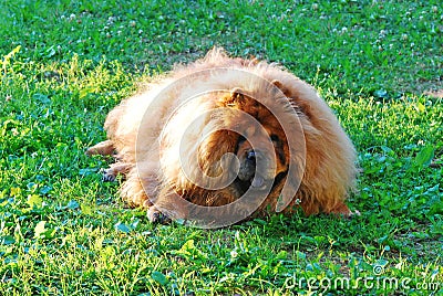 Red chow chow dog on a green grass